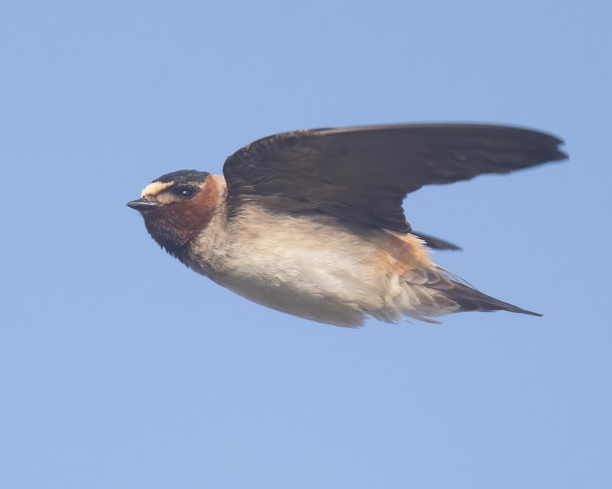 Cliff Swallow - ML598620011