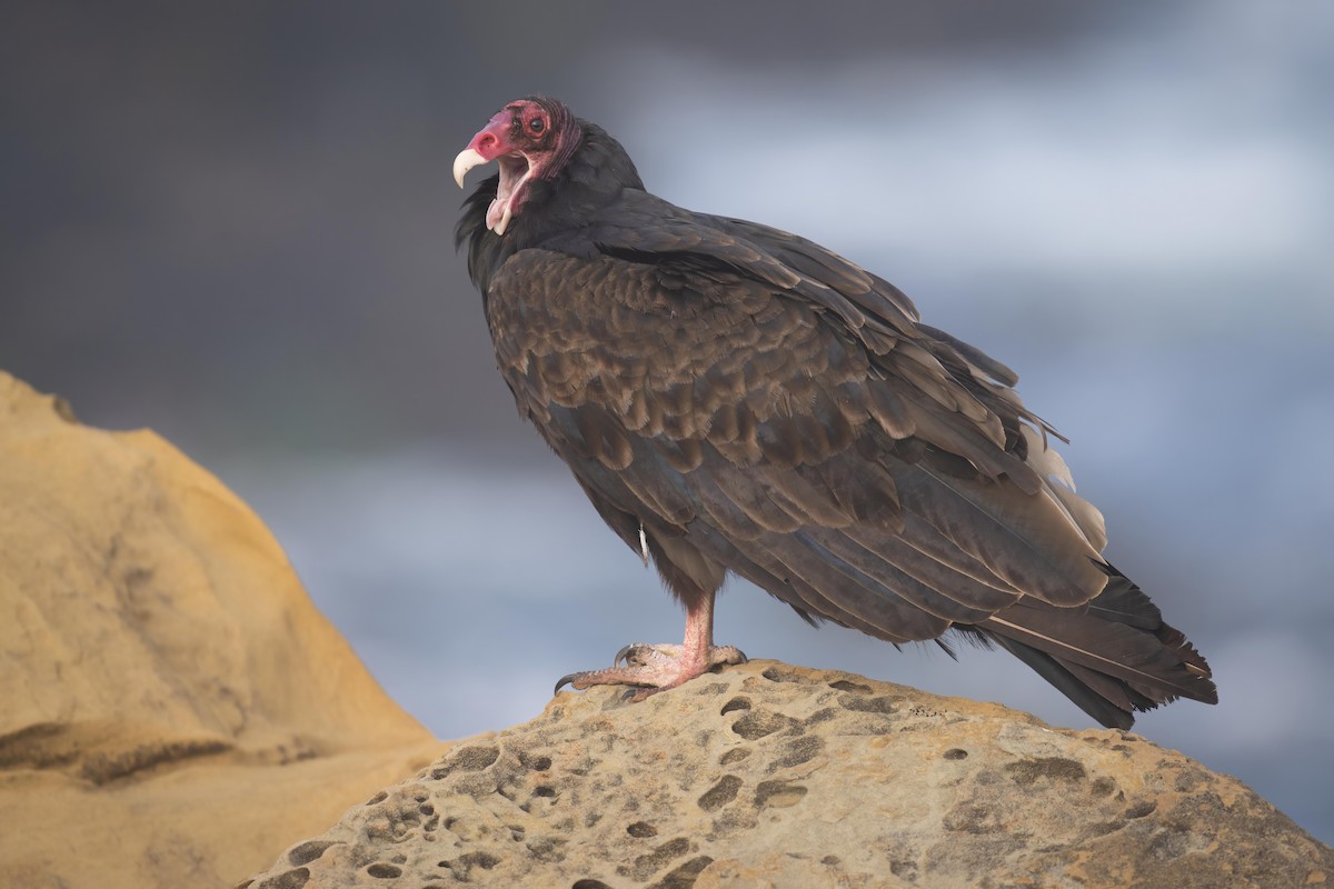 Turkey Vulture - ML598620261