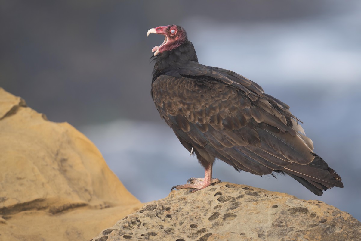 Turkey Vulture - ML598620271