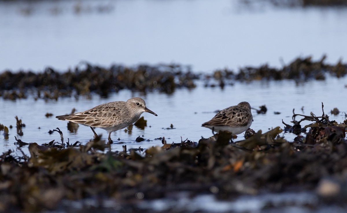 White-rumped Sandpiper - ML598620331