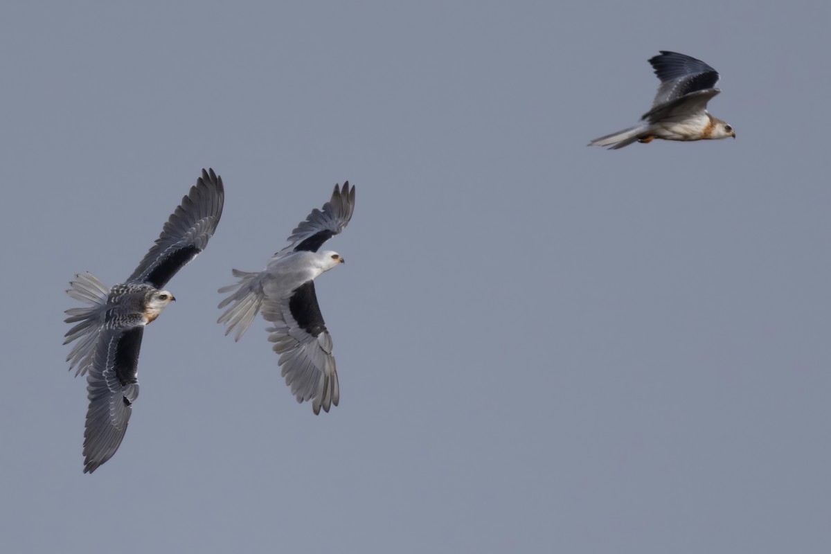 White-tailed Kite - ML598620491