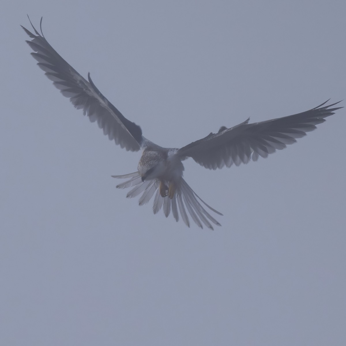 White-tailed Kite - ML598620501