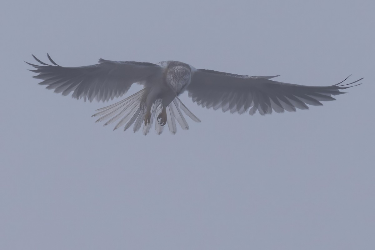 White-tailed Kite - ML598620511