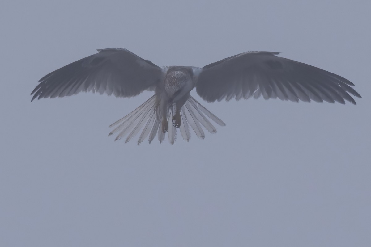 White-tailed Kite - ML598620521