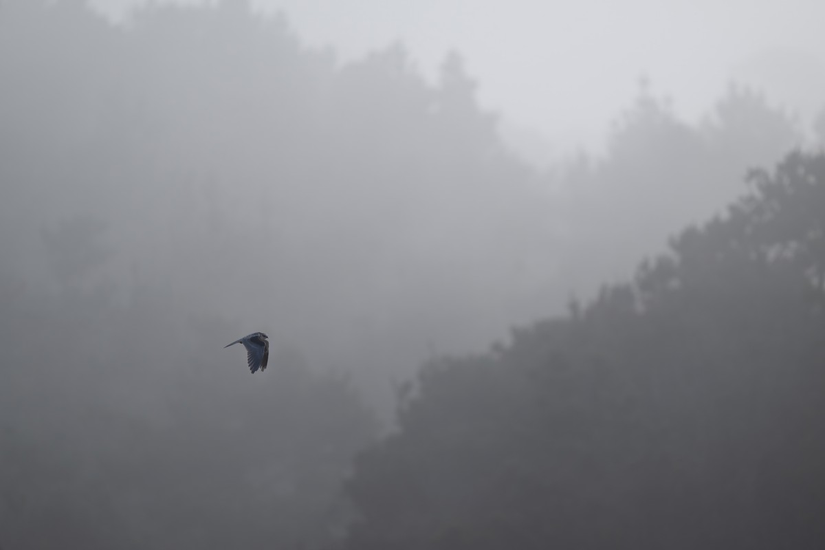 White-tailed Kite - ML598620531