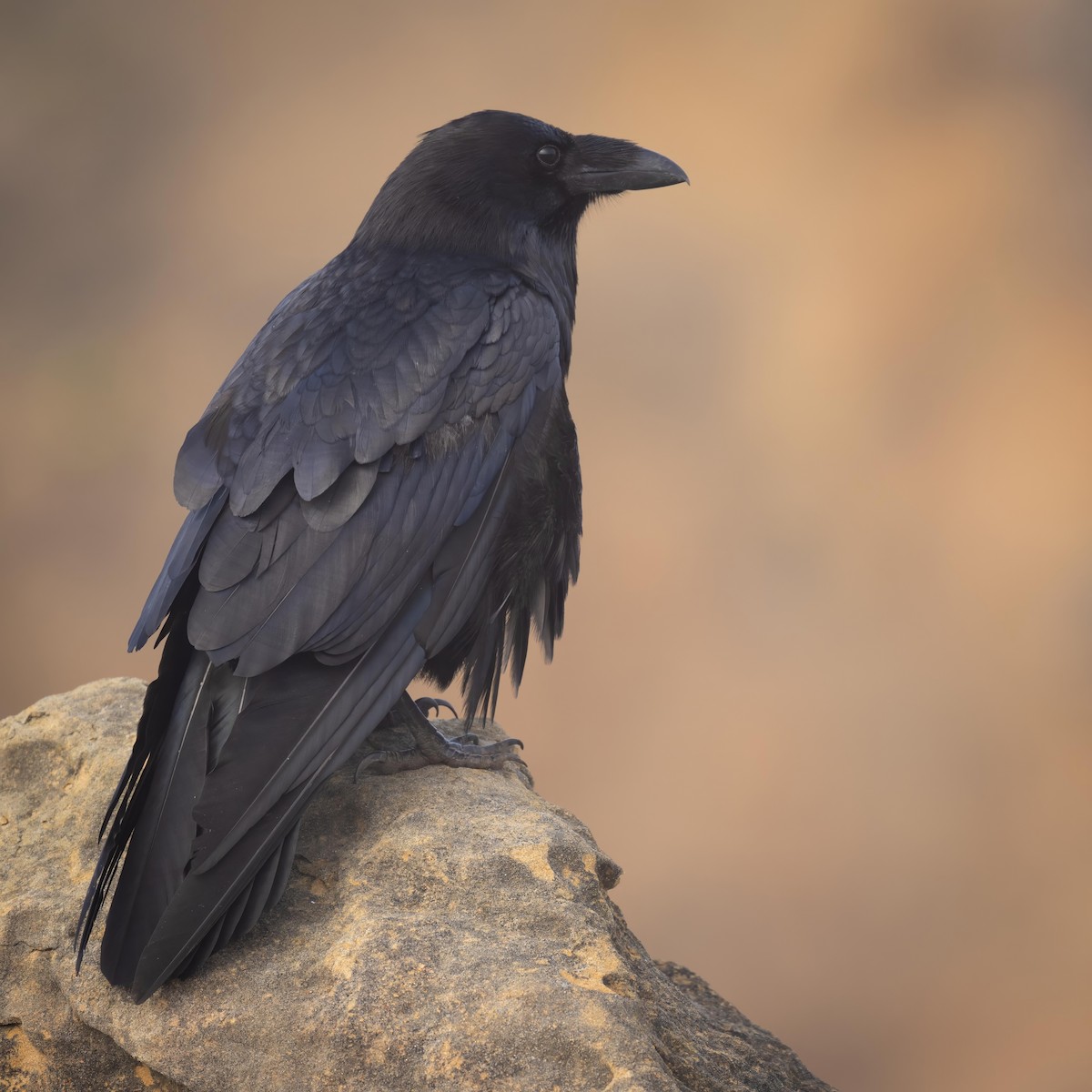 Common Raven - Sean Crockett
