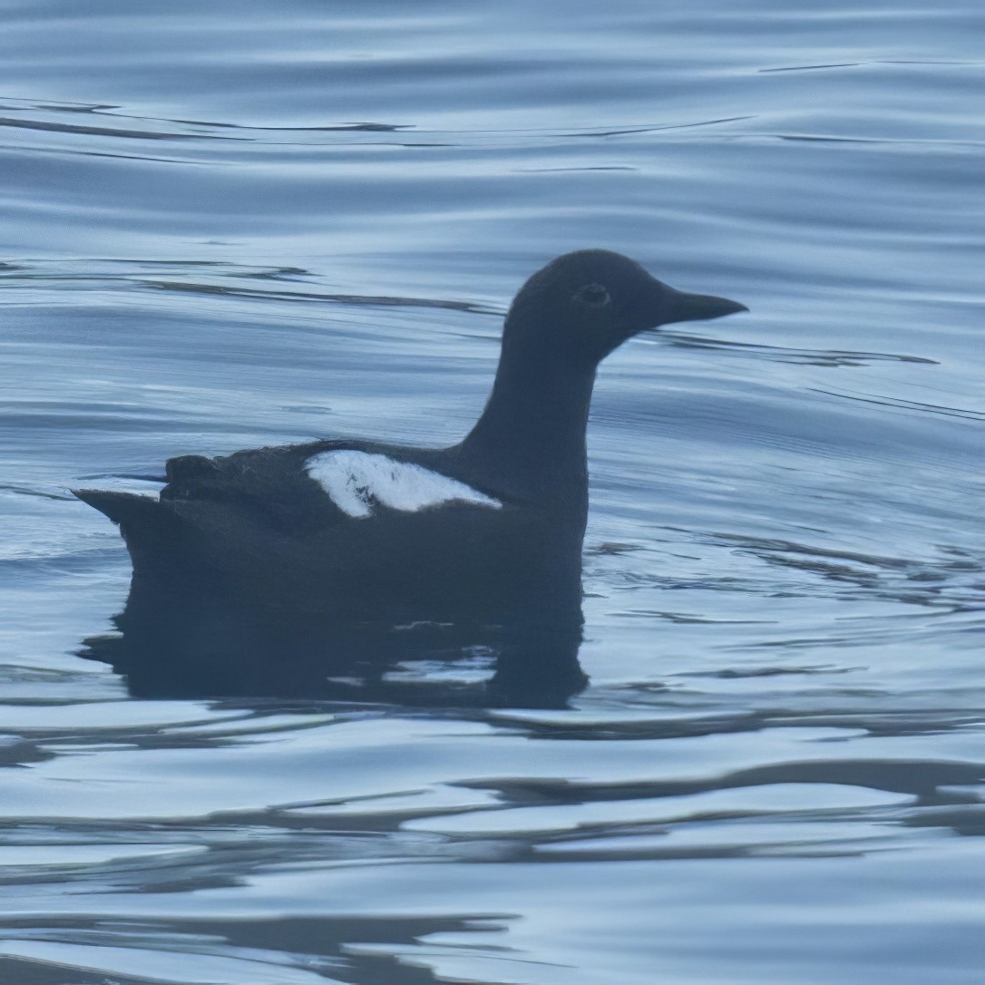 Pigeon Guillemot - ML598620721