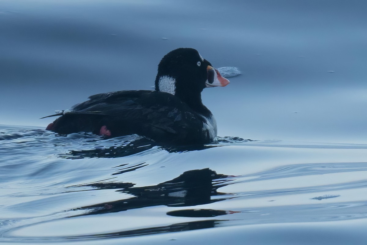 Surf Scoter - ML598620741