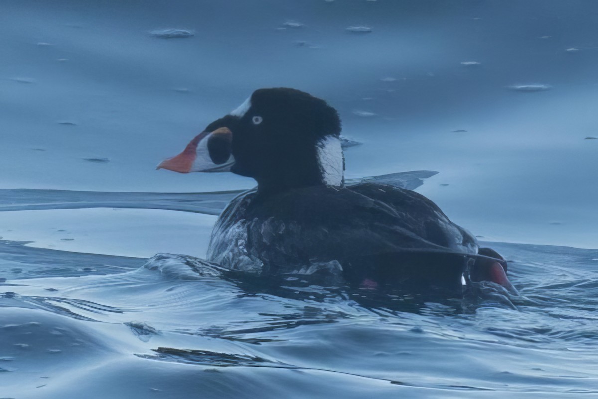 Surf Scoter - ML598620751