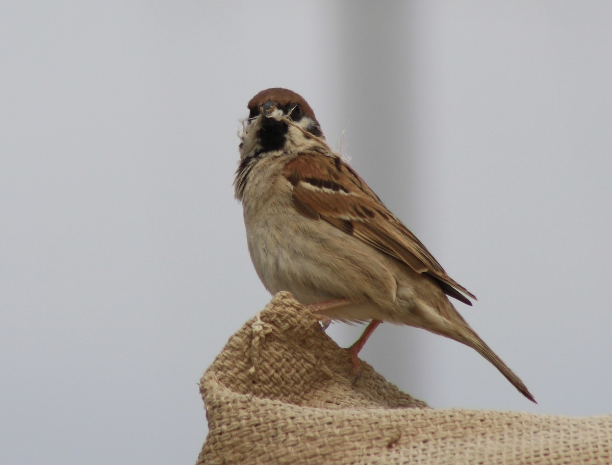 Eurasian Tree Sparrow - ML598622631