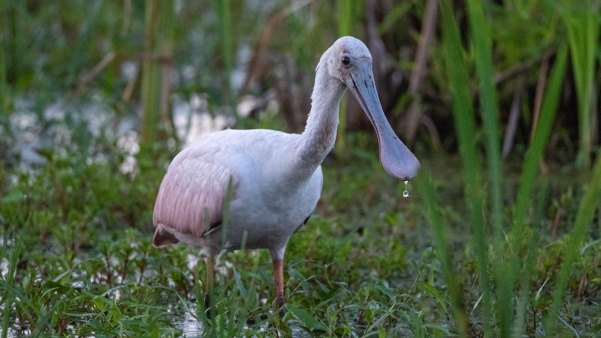 Roseate Spoonbill - ML598624001
