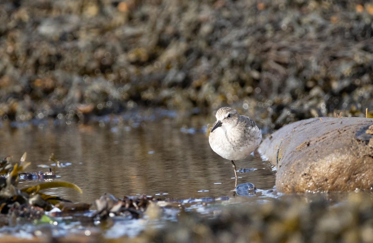 White-rumped Sandpiper - ML598626051