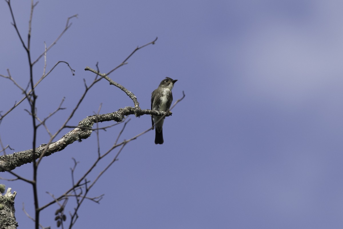 Olive-sided Flycatcher - ML598626871