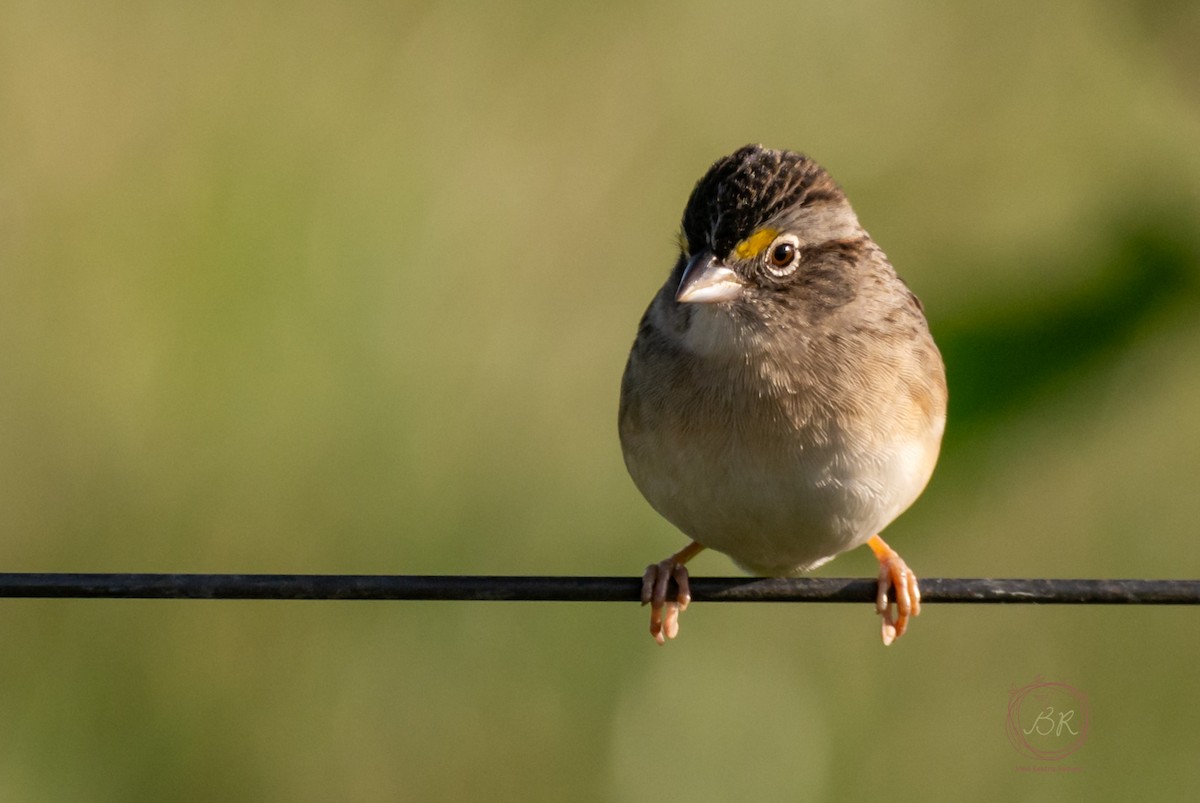 Grassland Sparrow - ML598626951