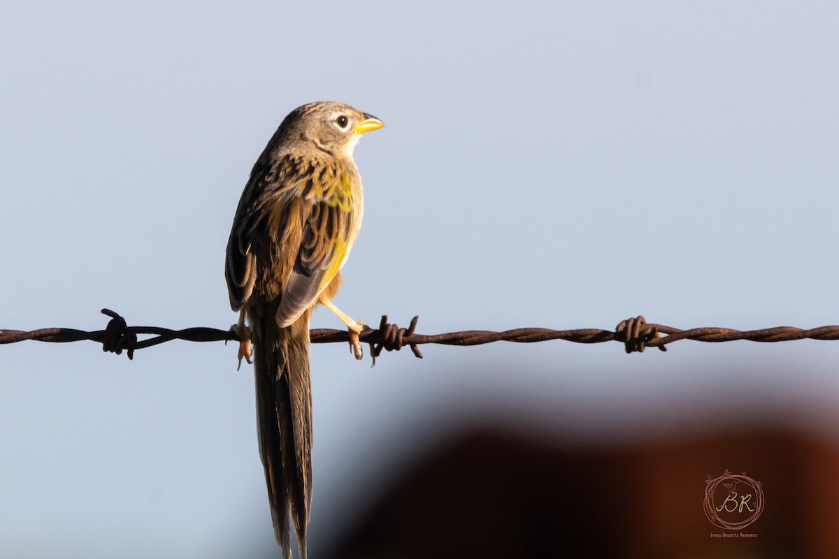 Lesser Grass-Finch - ML598627051