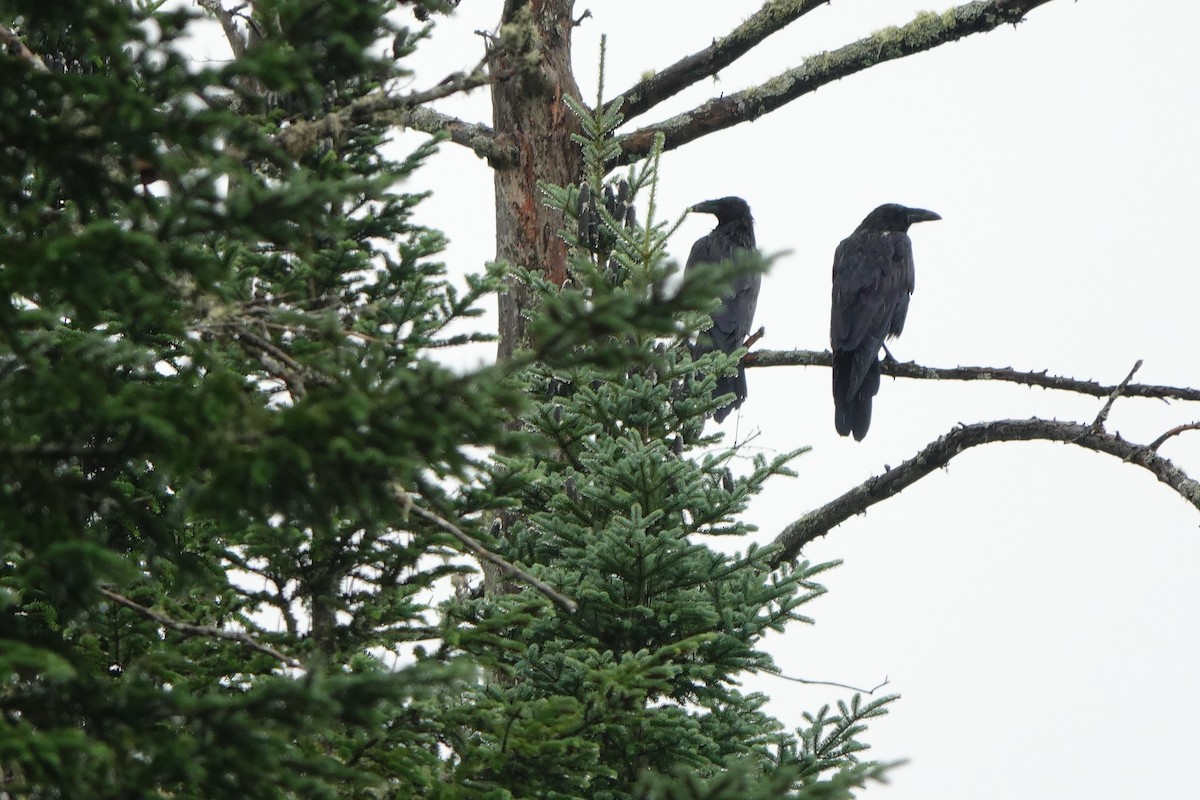 Common Raven - ML598627621