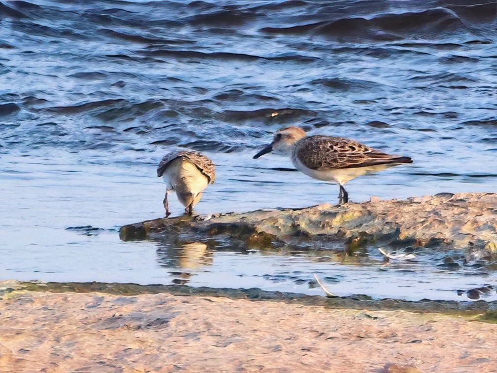 Sanderling - ML598627861