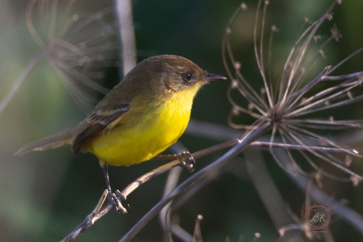 Warbling/Ticking Doradito - ML598627971