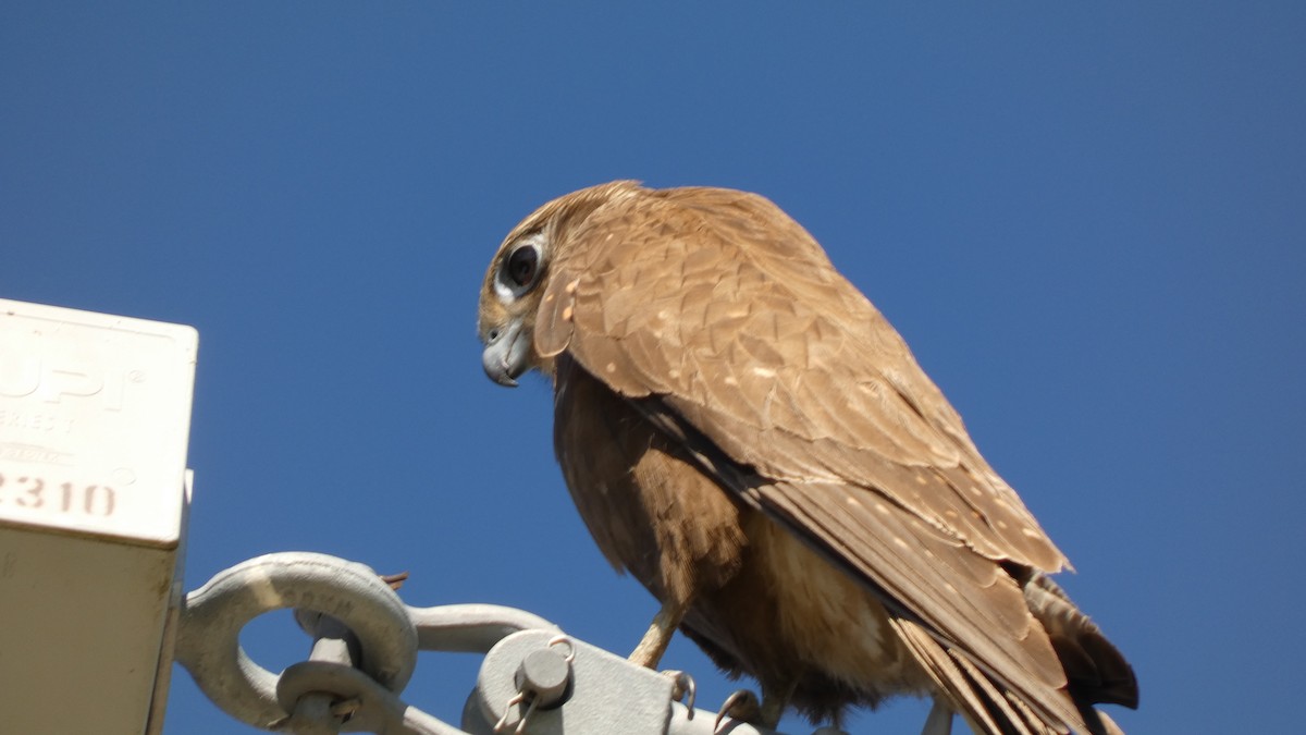 Brown Falcon - Susan McCarthy