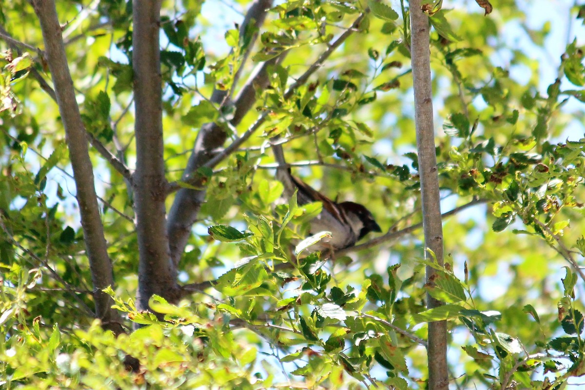 Moineau domestique - ML59862801