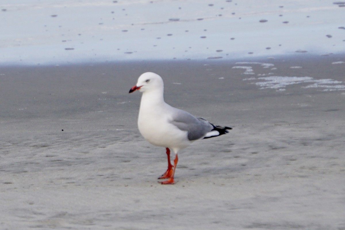 Silver Gull - Nicholas Rosner