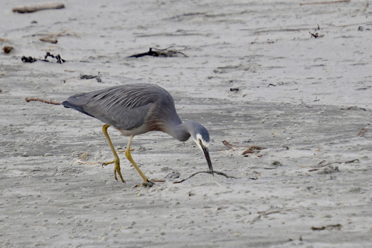 White-faced Heron - ML598629541