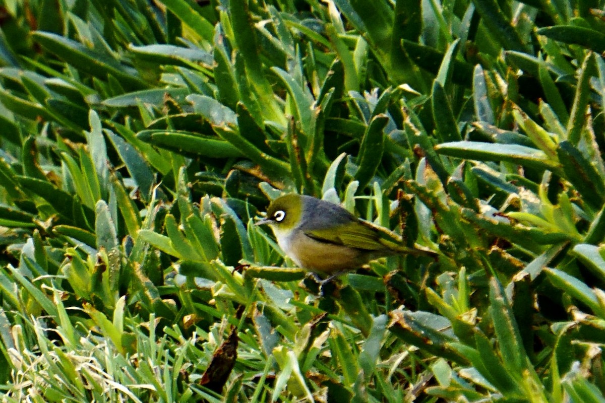 Zostérops à dos gris - ML598629711