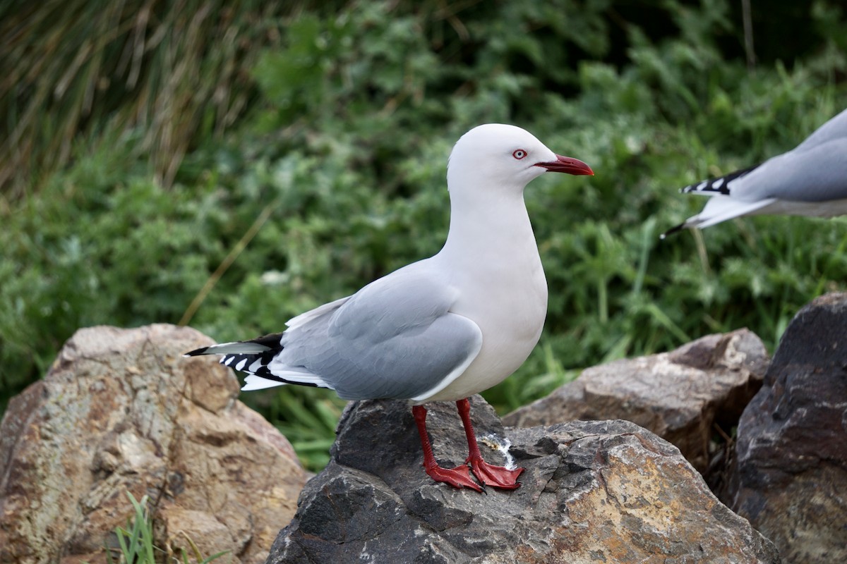 Gaviota Plateada - ML598629741