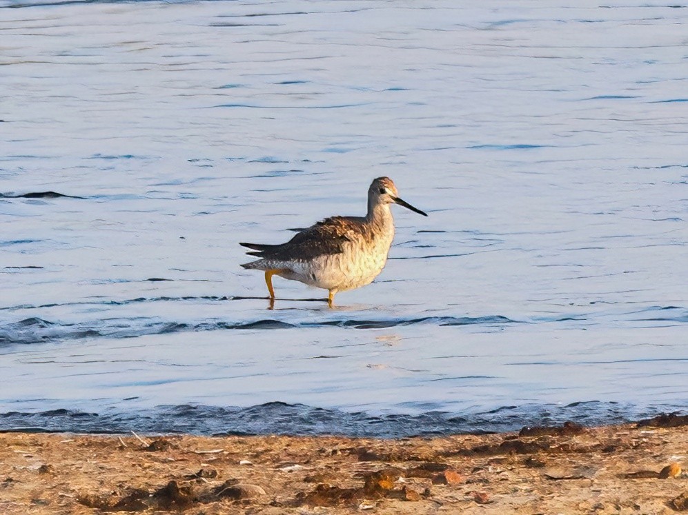 Greater Yellowlegs - ML598629971