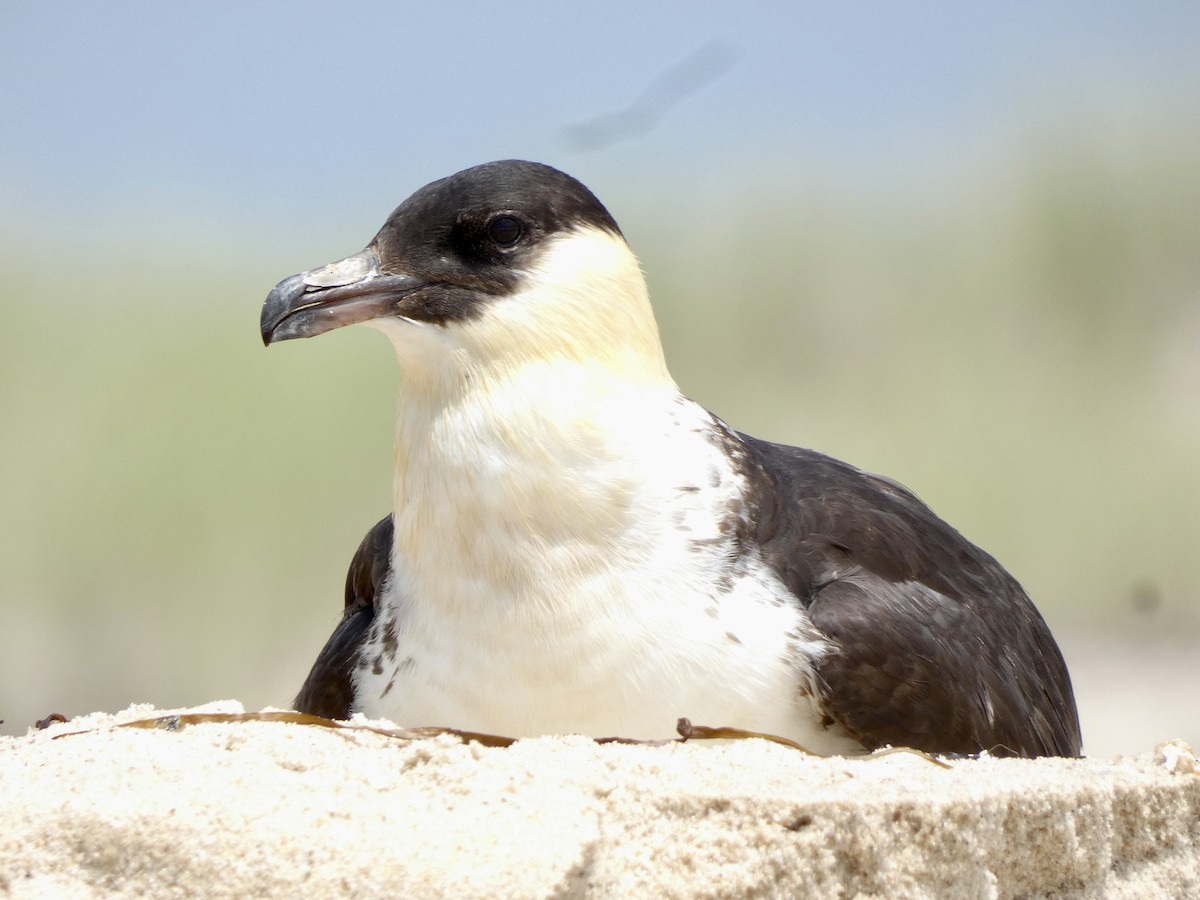 Pomarine Jaeger - Keith Jaret Klein