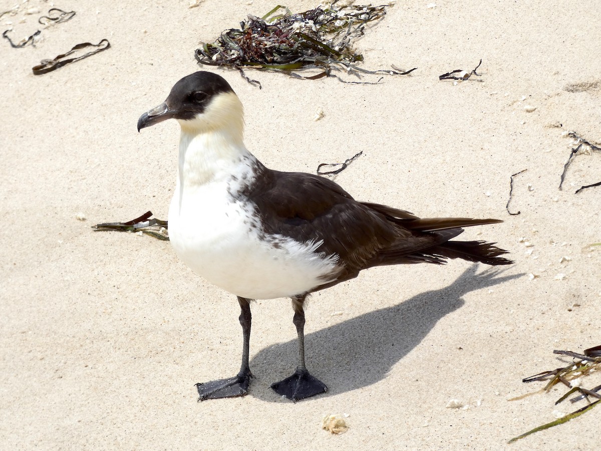 Pomarine Jaeger - ML598630191