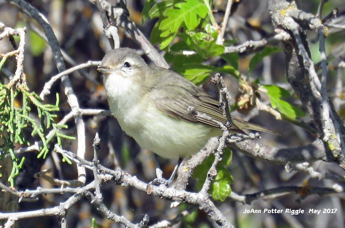 Warbling Vireo - JoAnn Potter Riggle 🦤