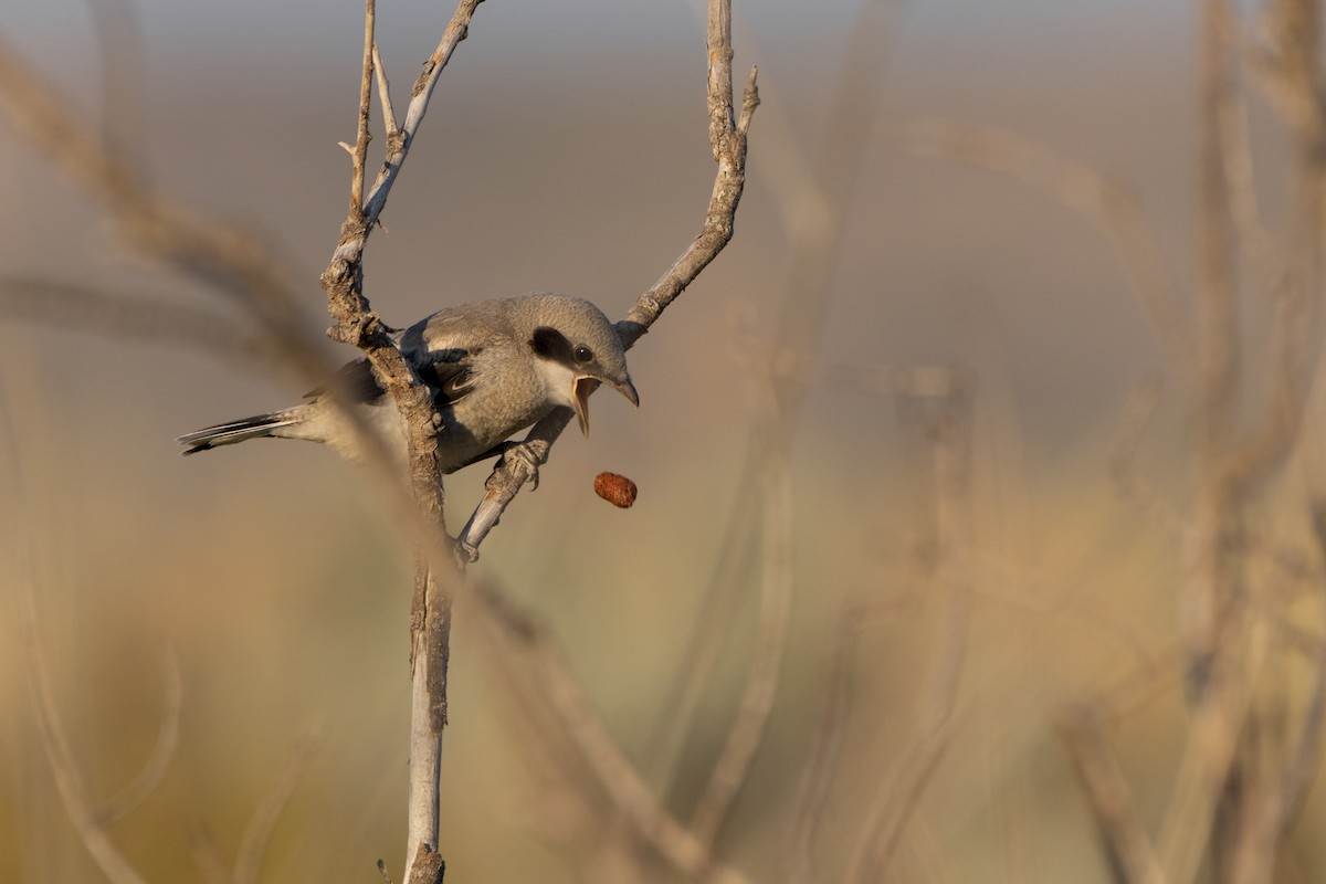 Loggerhead Shrike - ML598631331