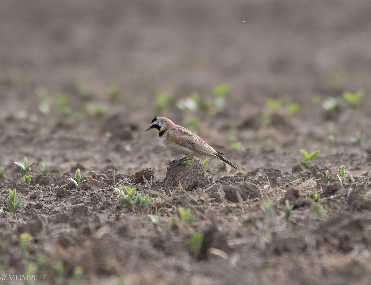 Horned Lark - Mary Catherine Miguez