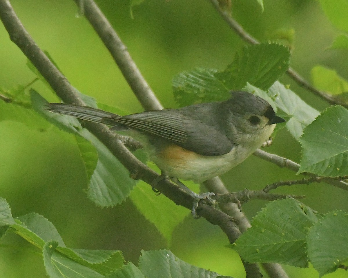 Tufted Titmouse - ML598632851