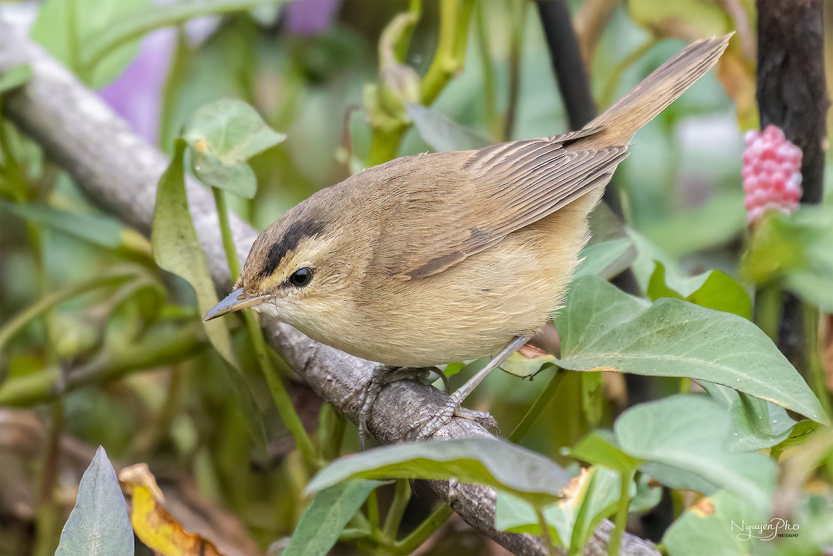 Black-browed Reed Warbler - Nguyen Pho