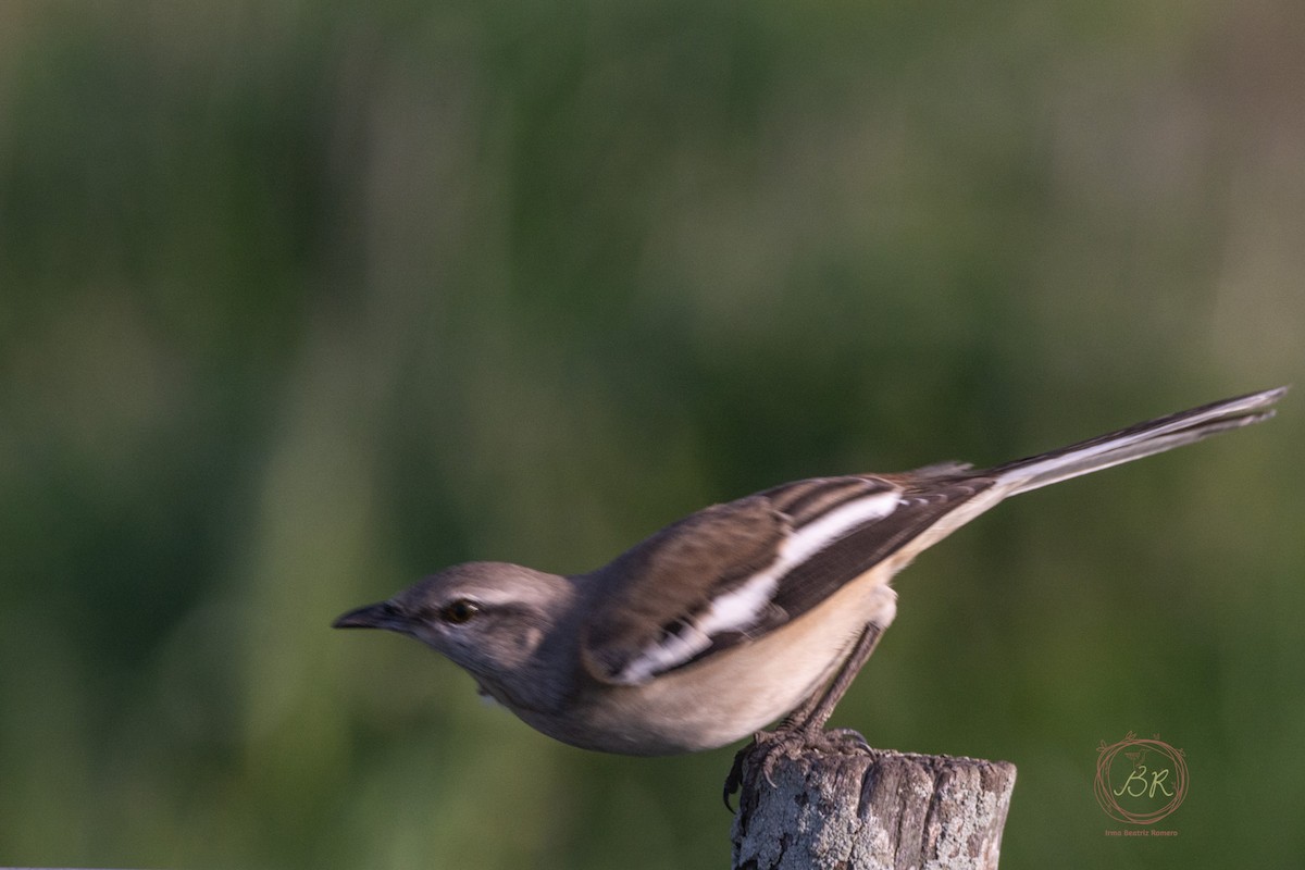 White-banded Mockingbird - ML598634801