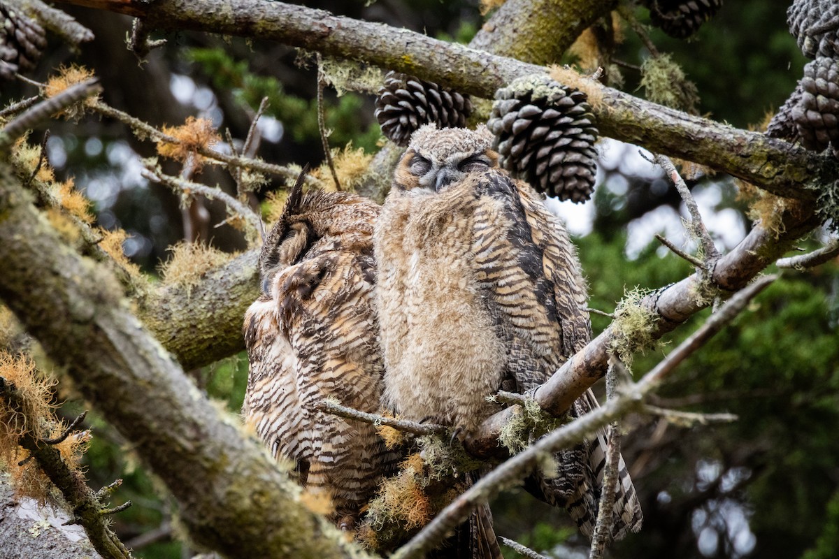 Great Horned Owl - ML598634811