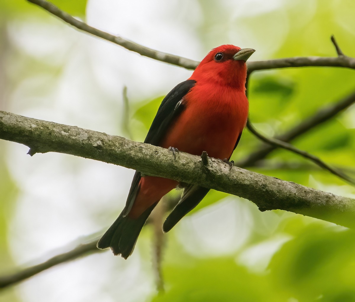 Scarlet Tanager - ML598634821