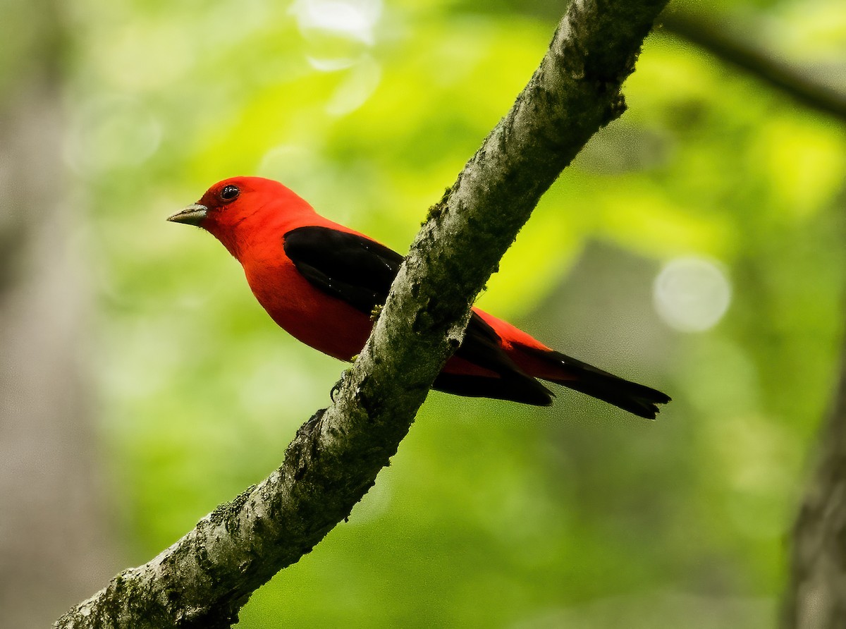 Scarlet Tanager - ML598634841