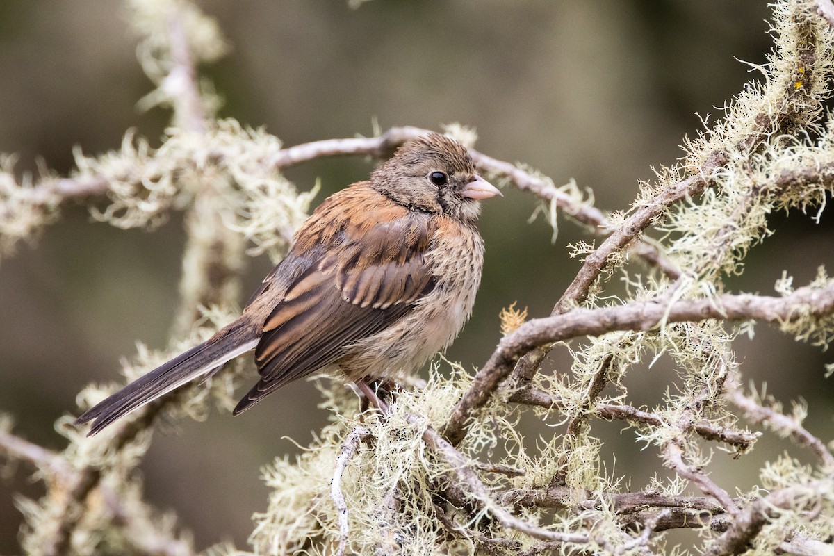 Dark-eyed Junco - ML598634871