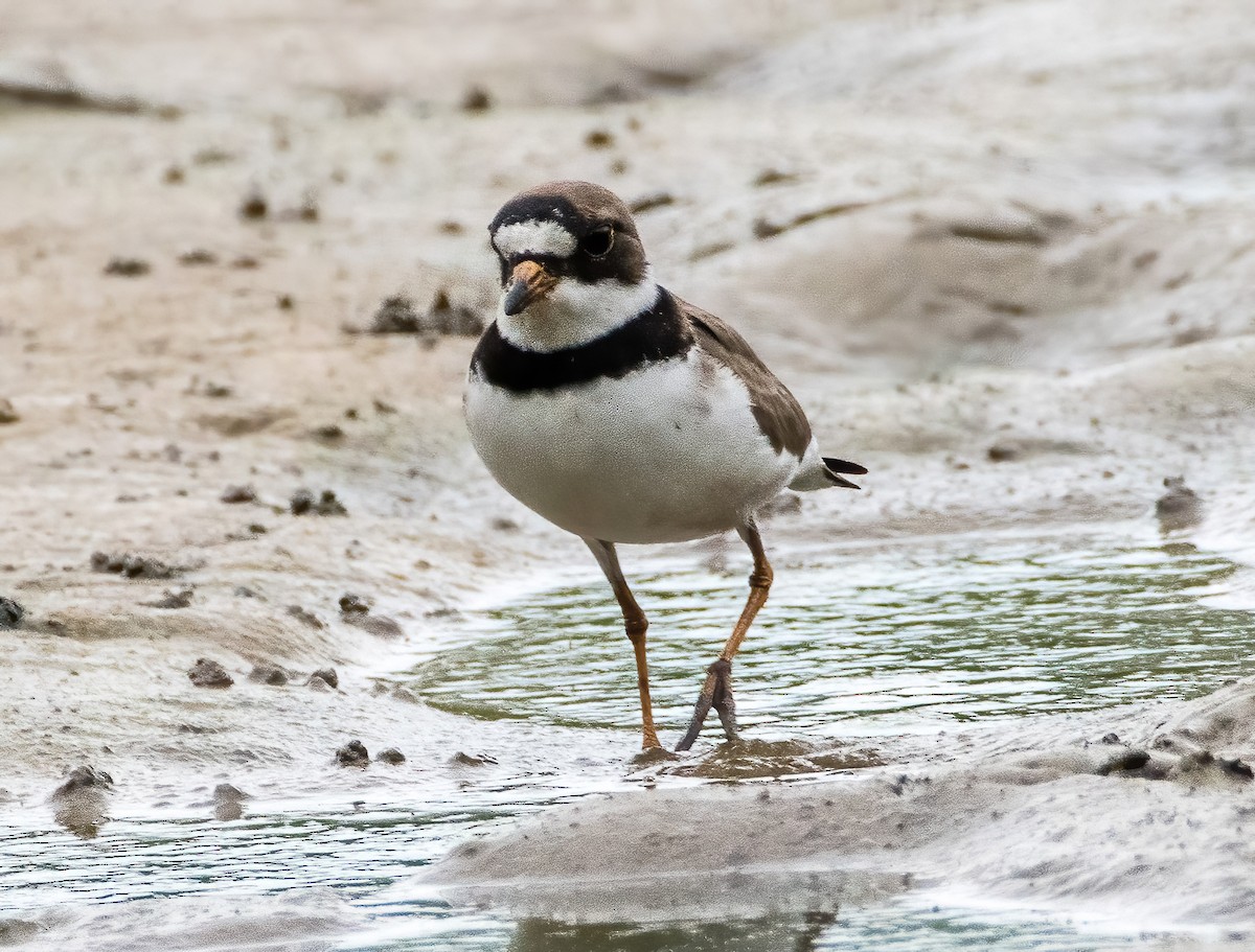 Semipalmated Plover - ML598635061