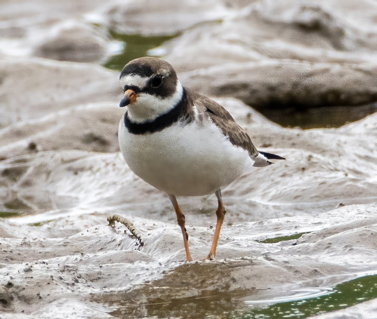 Semipalmated Plover - ML598635071