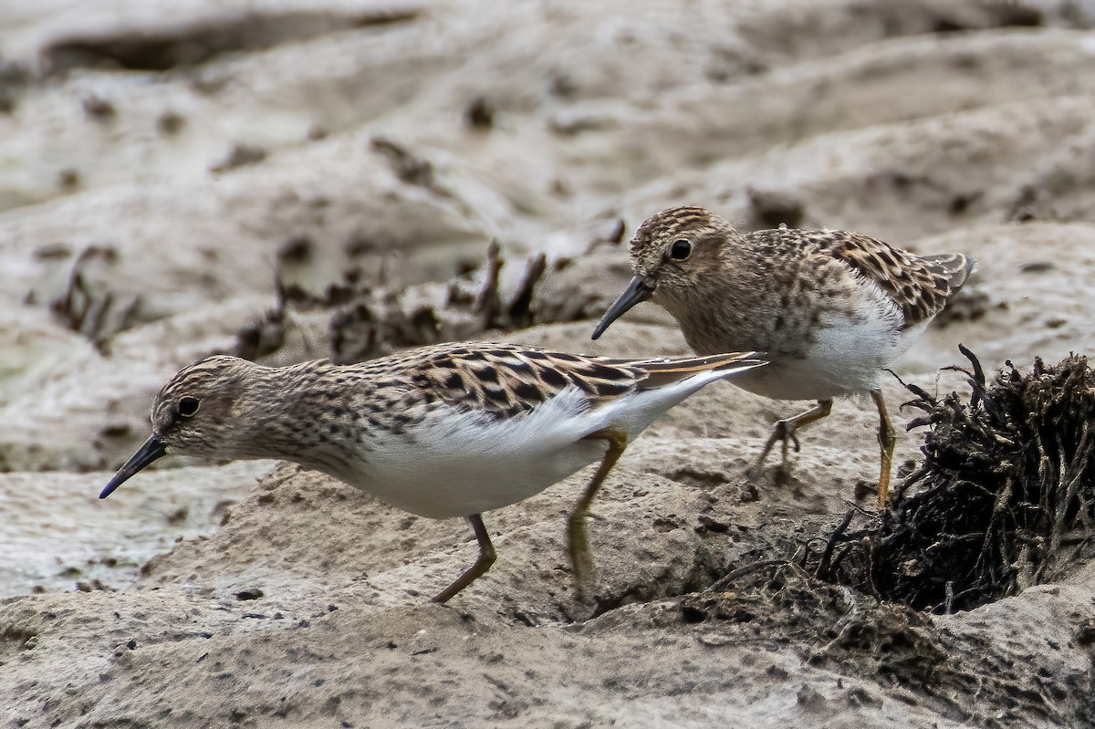 Least Sandpiper - ML598635111