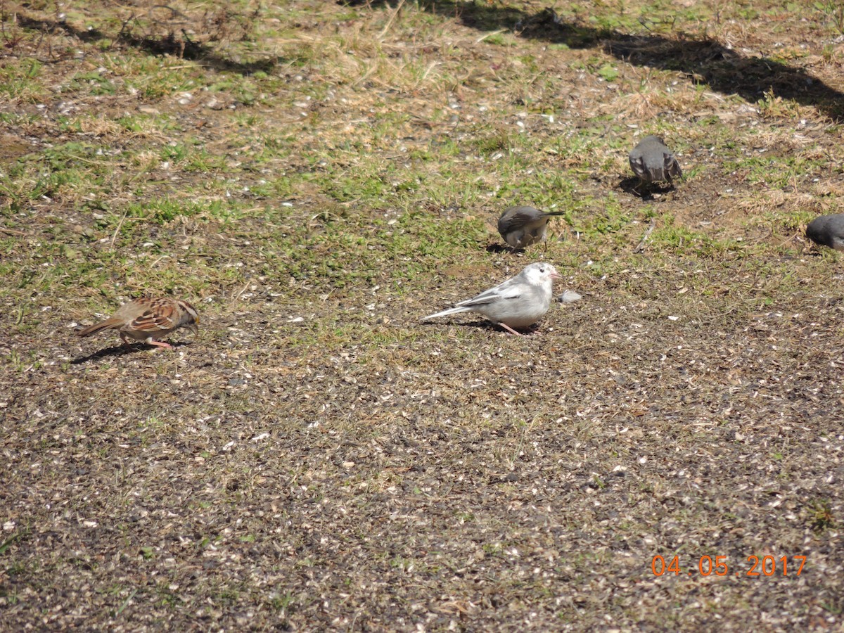 Dark-eyed Junco - COG Club des ornithologues de la Gaspésie