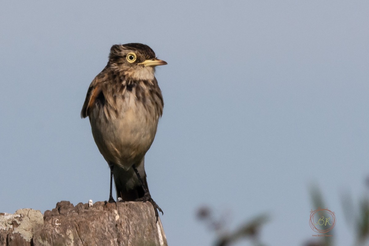 Spectacled Tyrant - ML598635221