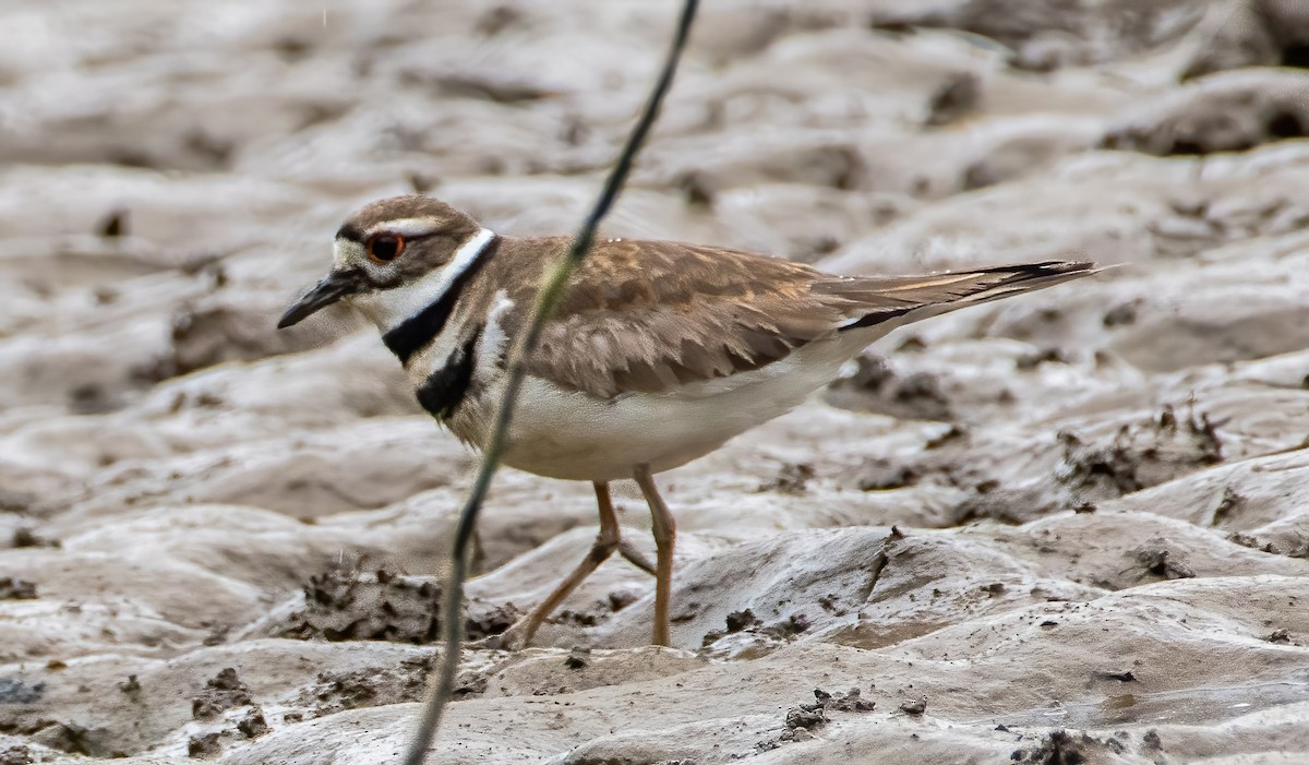 Killdeer - Gregg Petersen