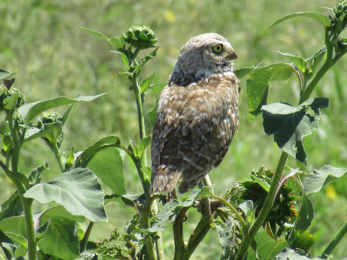 Burrowing Owl - ML598635291