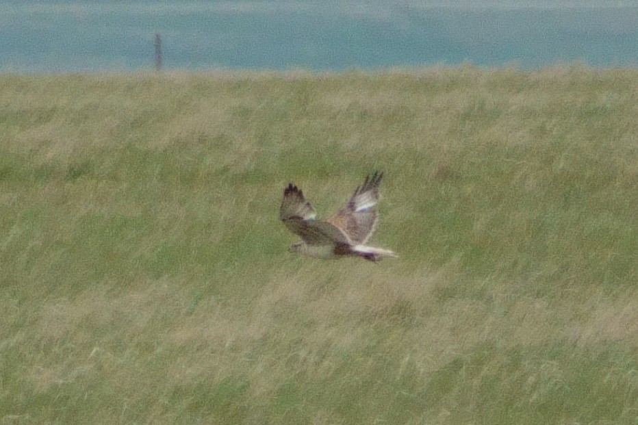 Ferruginous Hawk - ML598635551