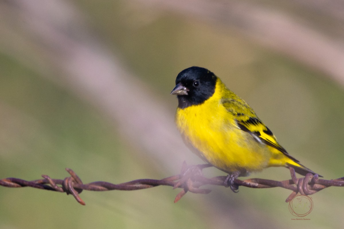 Hooded Siskin - ML598636191